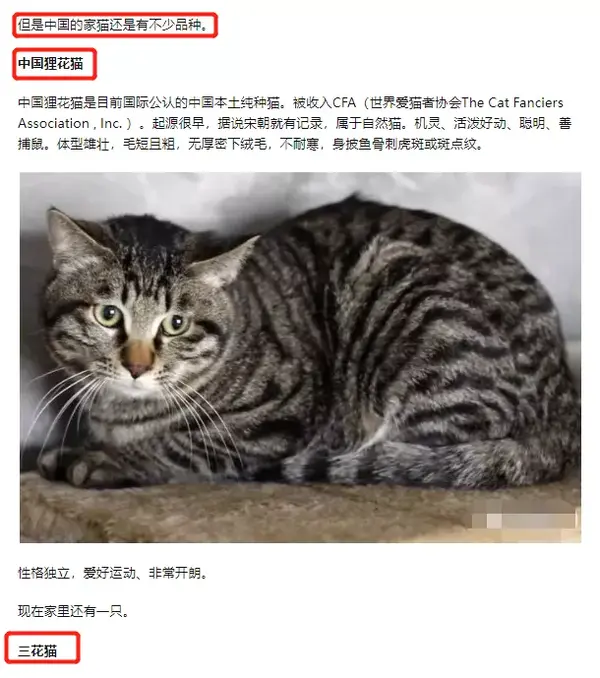 中国本土猫咪到底有几个品种