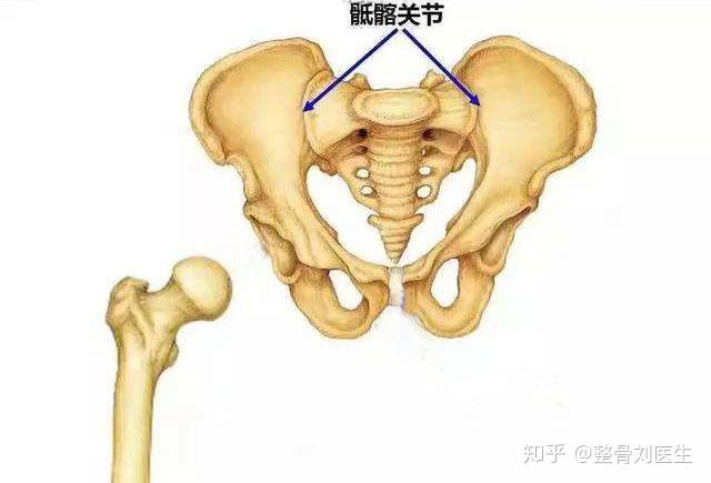 骨盆歪斜错位,往往伴随骶髂关节的错位歪斜.