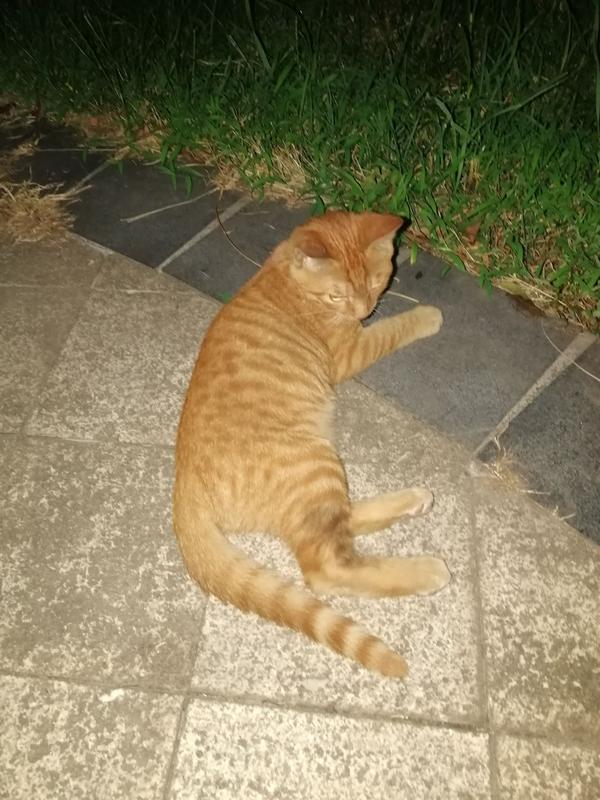 流浪猫会记得经常喂它的人吗?