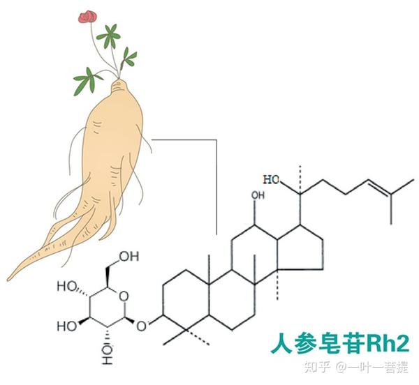 人参皂苷可以报销吗 人参皂苷Rh2医保报销么