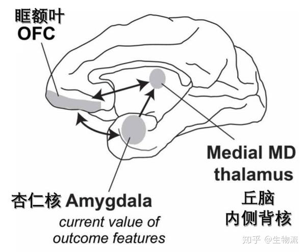 眶额叶,杏仁核和丘脑内侧背核组成的脑网络是觅食抉择的神经基础