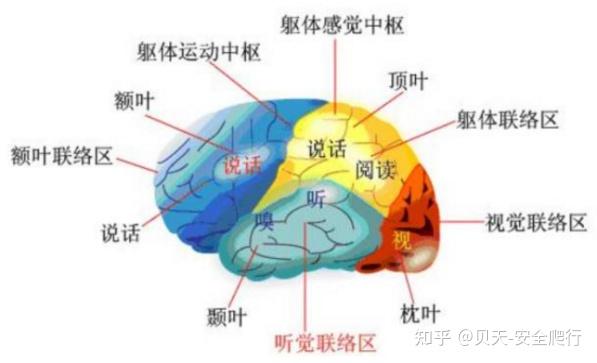 四大脑叶成熟的顺序: 枕叶——顶叶——颞叶——额叶,枕叶是大脑最先