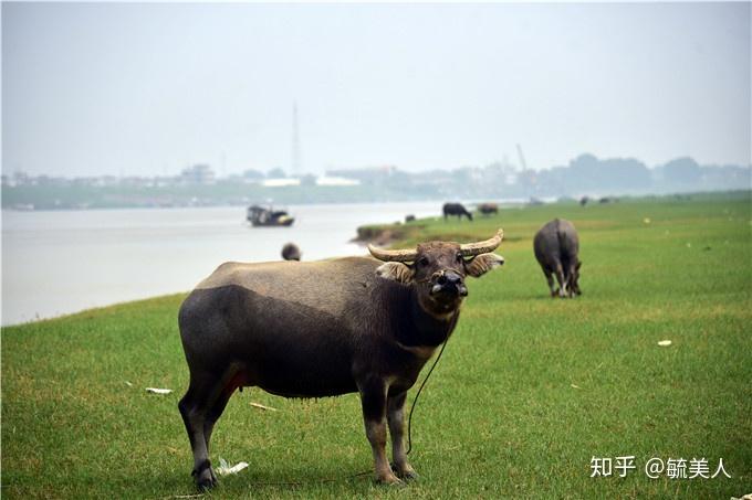 肇庆砚洲岛水牛成网红众多网红前来同框录视频