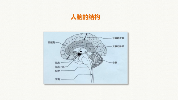 被一层薄薄的,软软的,粉灰色的,上面布满了脊突和沟壑的新大脑皮层