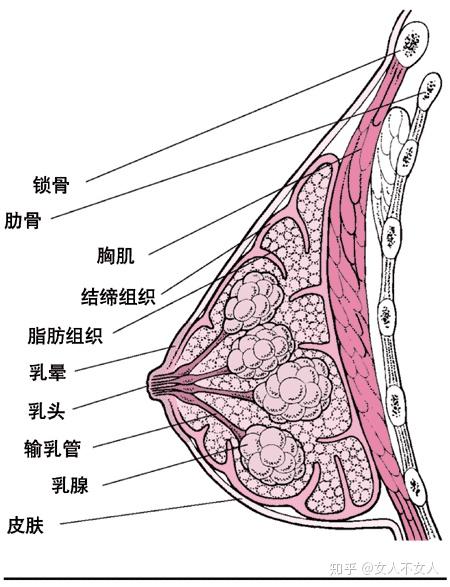 秋季是乳腺保养的最佳季节.hm胸腺启动