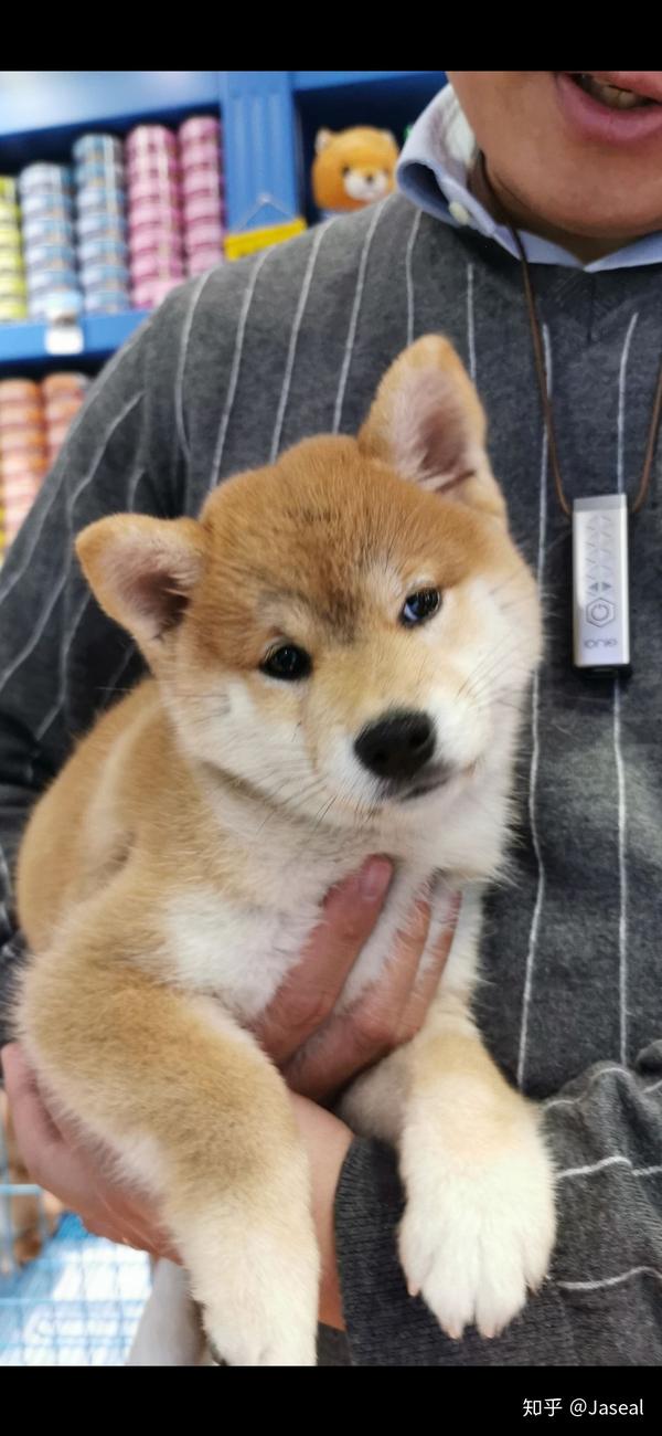 帮忙看看一下柴犬品相