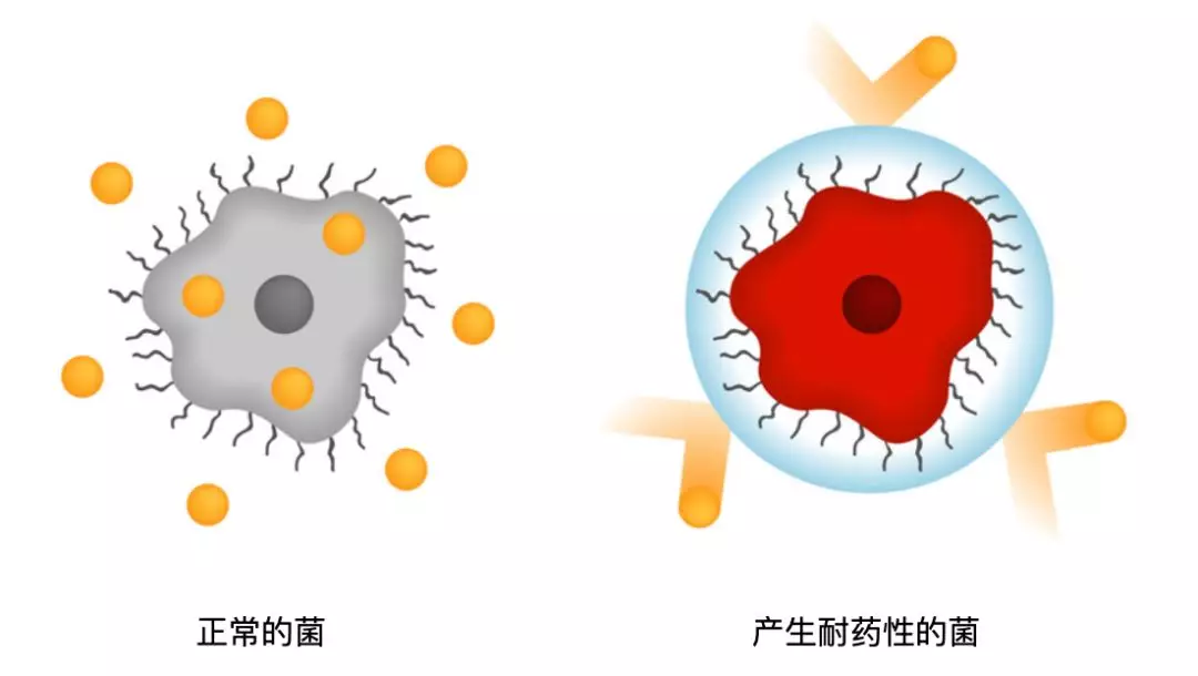 双乙酸钠和二甲酸钾在家禽营养中抗菌活性作用