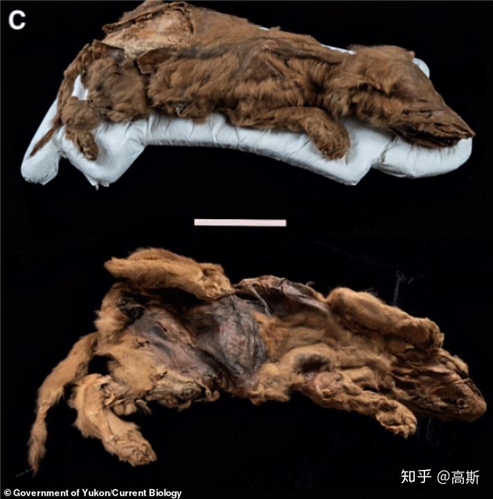 北极再现史前生物尸体科学家担忧不已对人类来说不是好消息