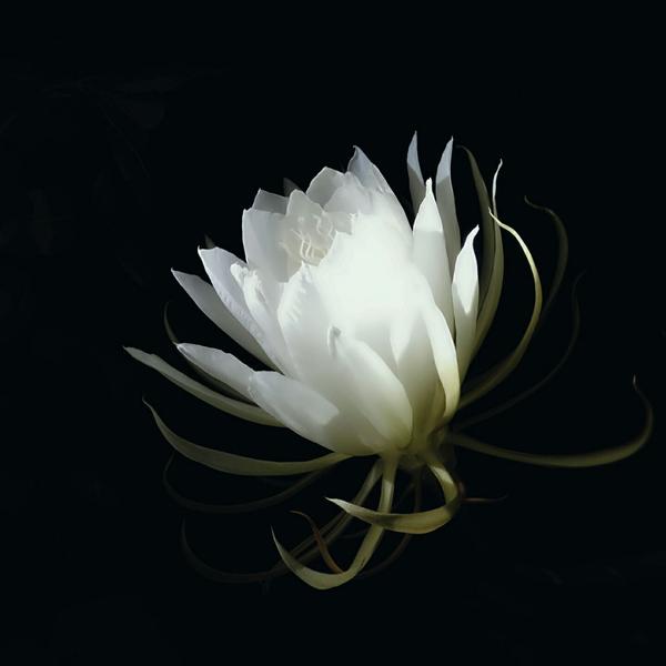 昙花夜间手机拍摄