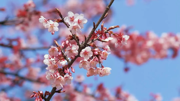 春回大地,春暖花开.