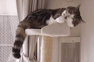 出现这些情况,一般是受伤或关节问题的征兆,不要觉得猫咪饮食和其他