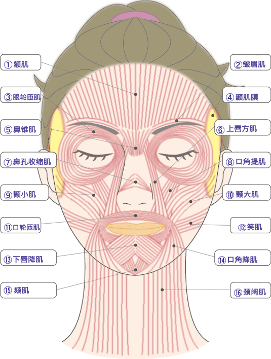 对比表情肌和咬肌的位置,大家应该都有一个疑问:咦?