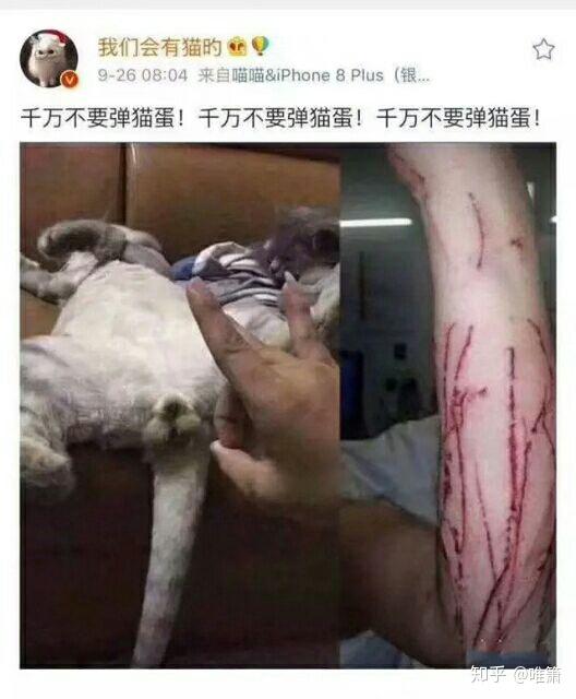弹猫蛋……  简单  粗暴