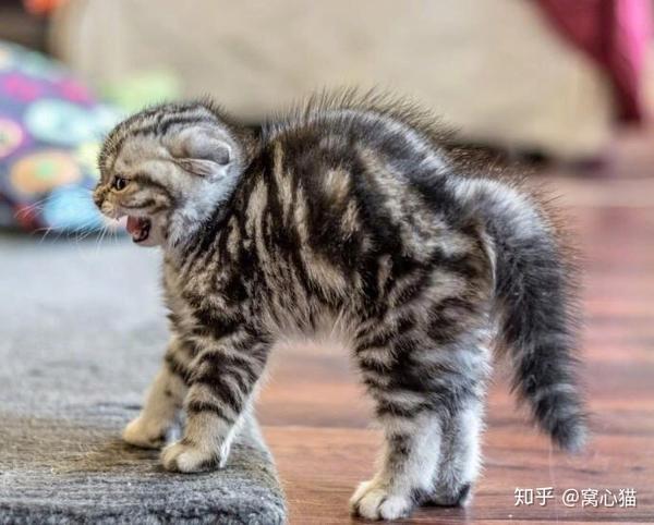 猫咪到底是在打架 还是在玩游戏?
