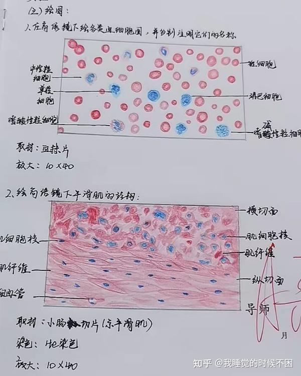血细胞和平滑肌