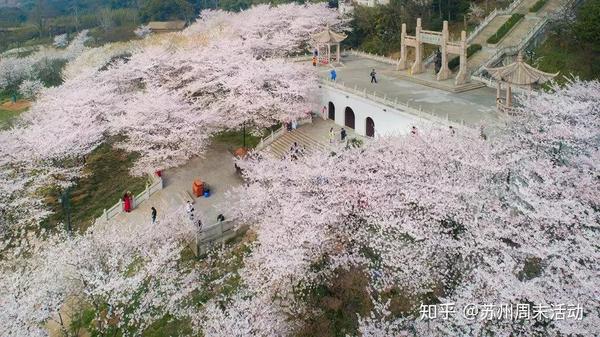 其实不用跑那么远 樱花