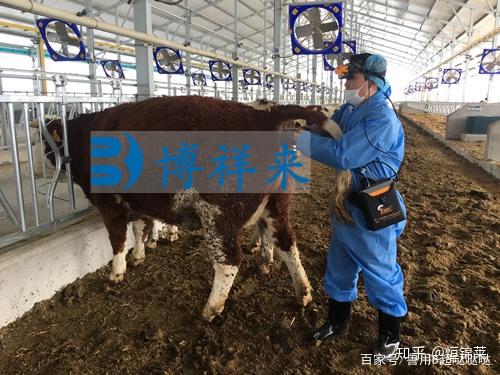 进口牛用b超机告诉你母牛胎儿在子宫内的状态