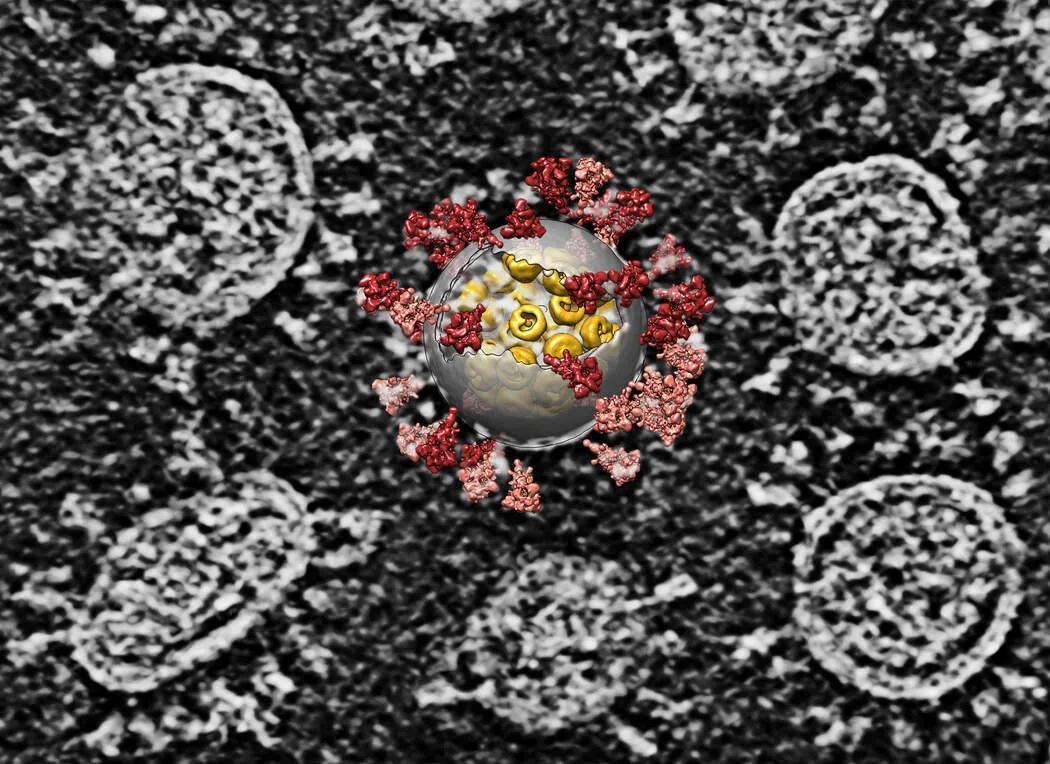 新冠病毒3d高清结构照曝光中沙奥三国团队参与获2021nature开年最佳