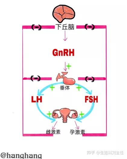 即下丘脑—垂体—卵巢轴(hpo轴)