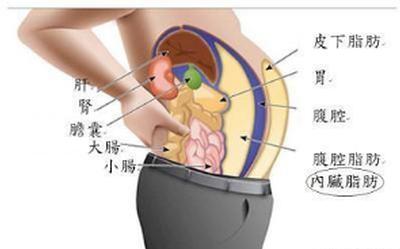 人体内的脂肪都藏哪儿了