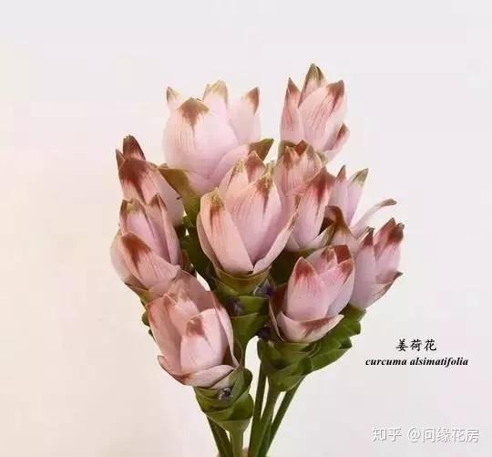 文章来源网络 作为一名优秀的花艺师 认识花材是至关