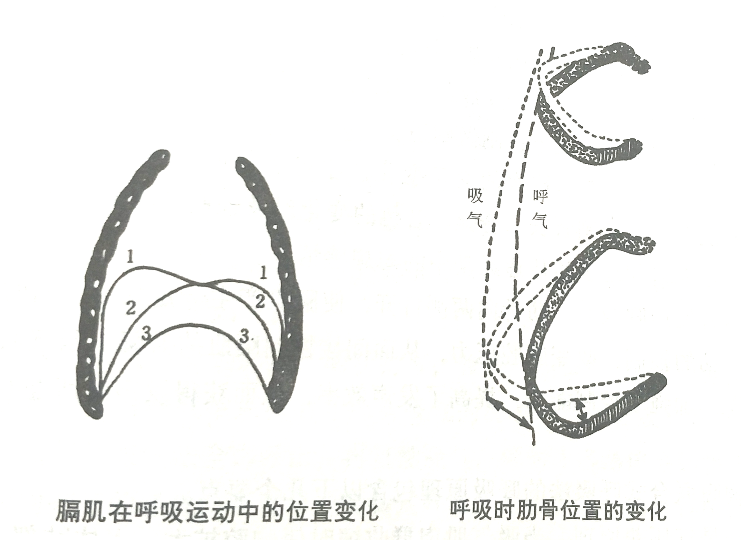 树艺教育播音主持专业的气息如何训练能自学吗