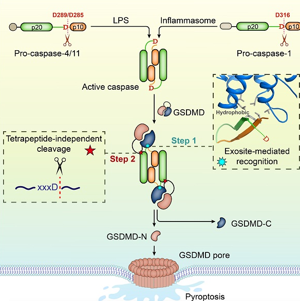 图示caspase1/4/11切割gsdmd成孔机制(ref7)