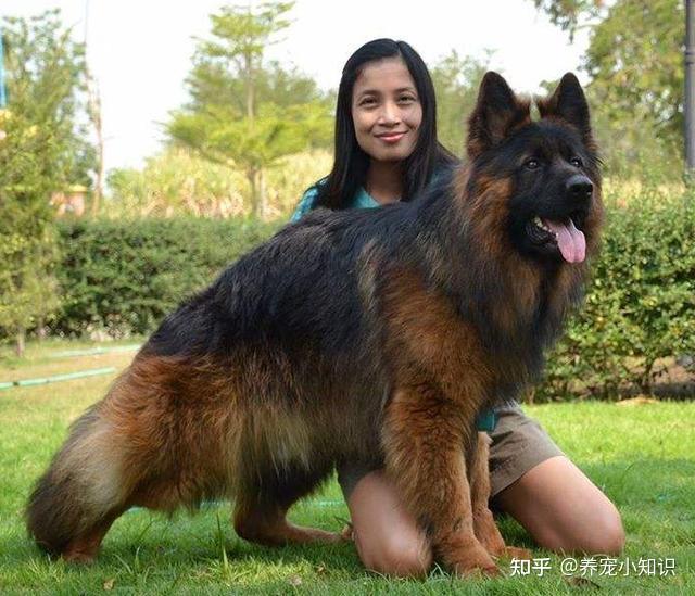 6,德国牧羊犬