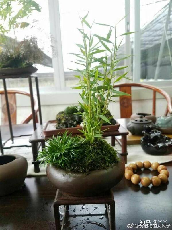 有什么盆栽植物适合放在家里养?