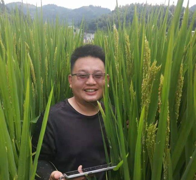 重庆两米高巨型稻试种成功试种巨型稻需要哪些条件这一成功有哪些意义