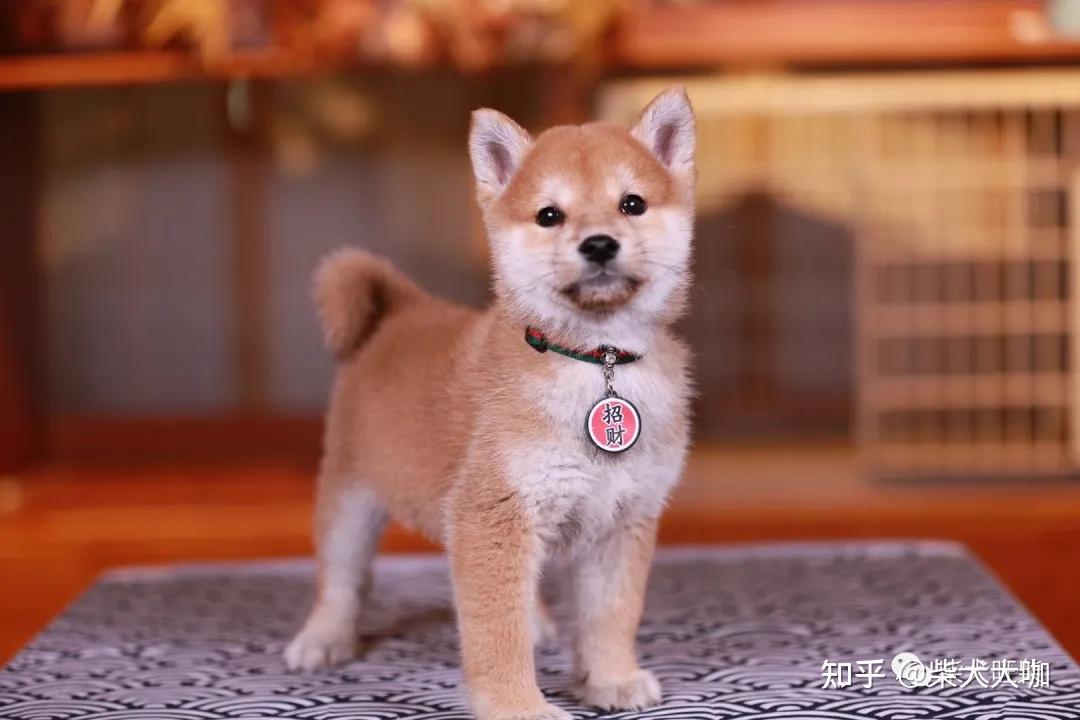 5000块钱在狗市买的柴犬长大后为啥越来越像土狗?