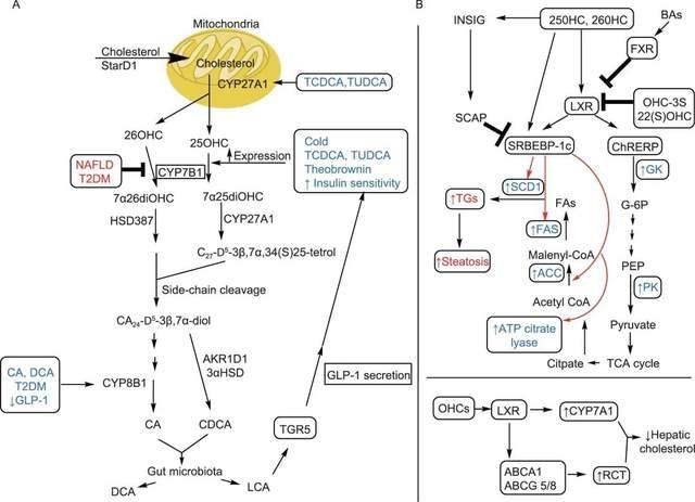 proteincell胆汁酸替代合成途径与代谢性疾病