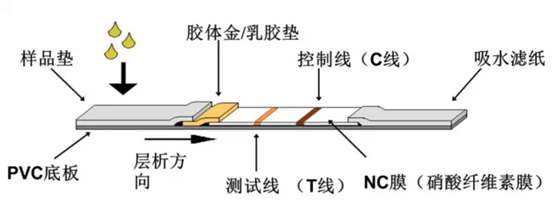 图1.9 胶体金法衣原体检测试剂条的结构.