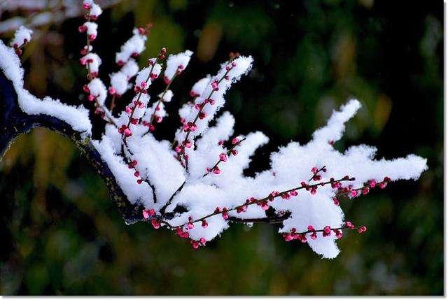 梅花傲霜斗雪盛放