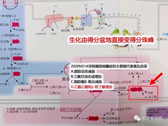 吴在望生化九大代谢图