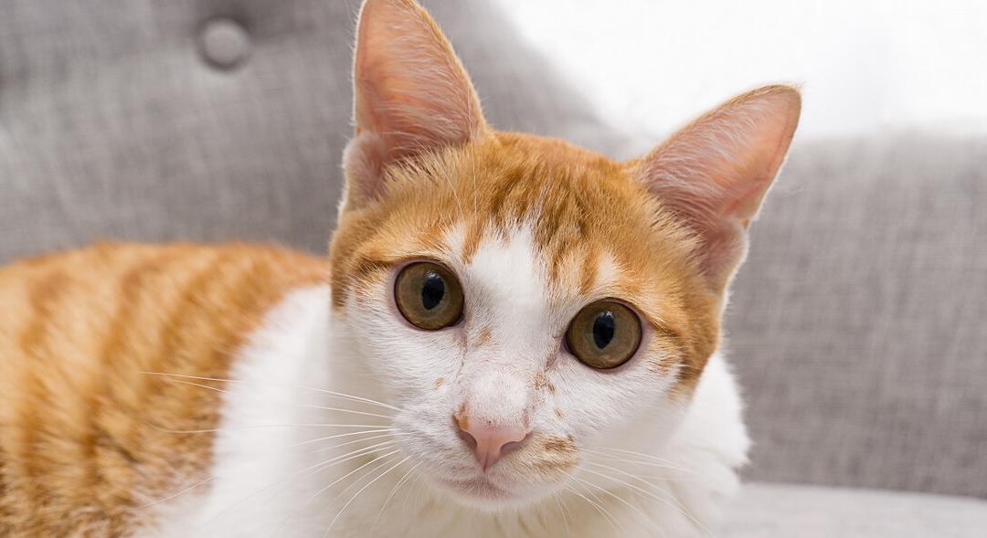 三分钟带你了解不同品种的橘猫你都认识吗