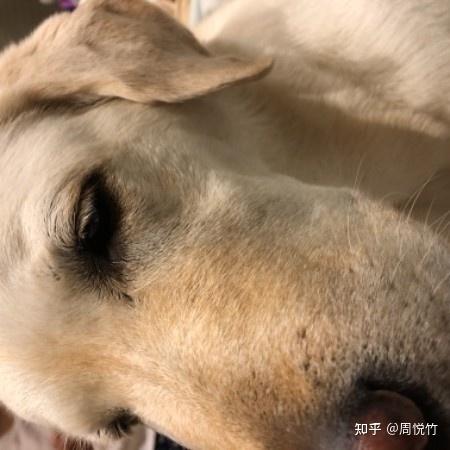 狗狗右脸肿了怎么回事