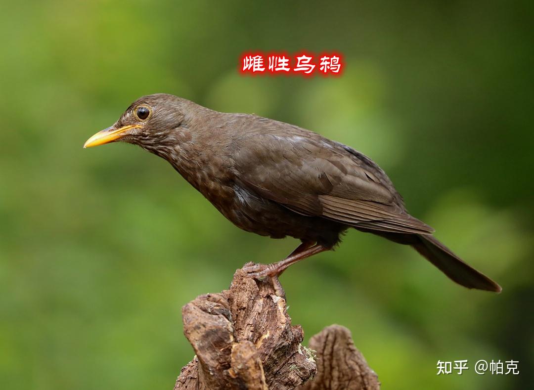 乌鸫是吉祥鸟吗,乌鸫有哪些征兆