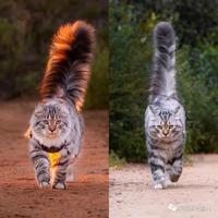 大尾巴西伯利亚森林猫,可萌可霸气,简直是行走的鸡毛掸子啊