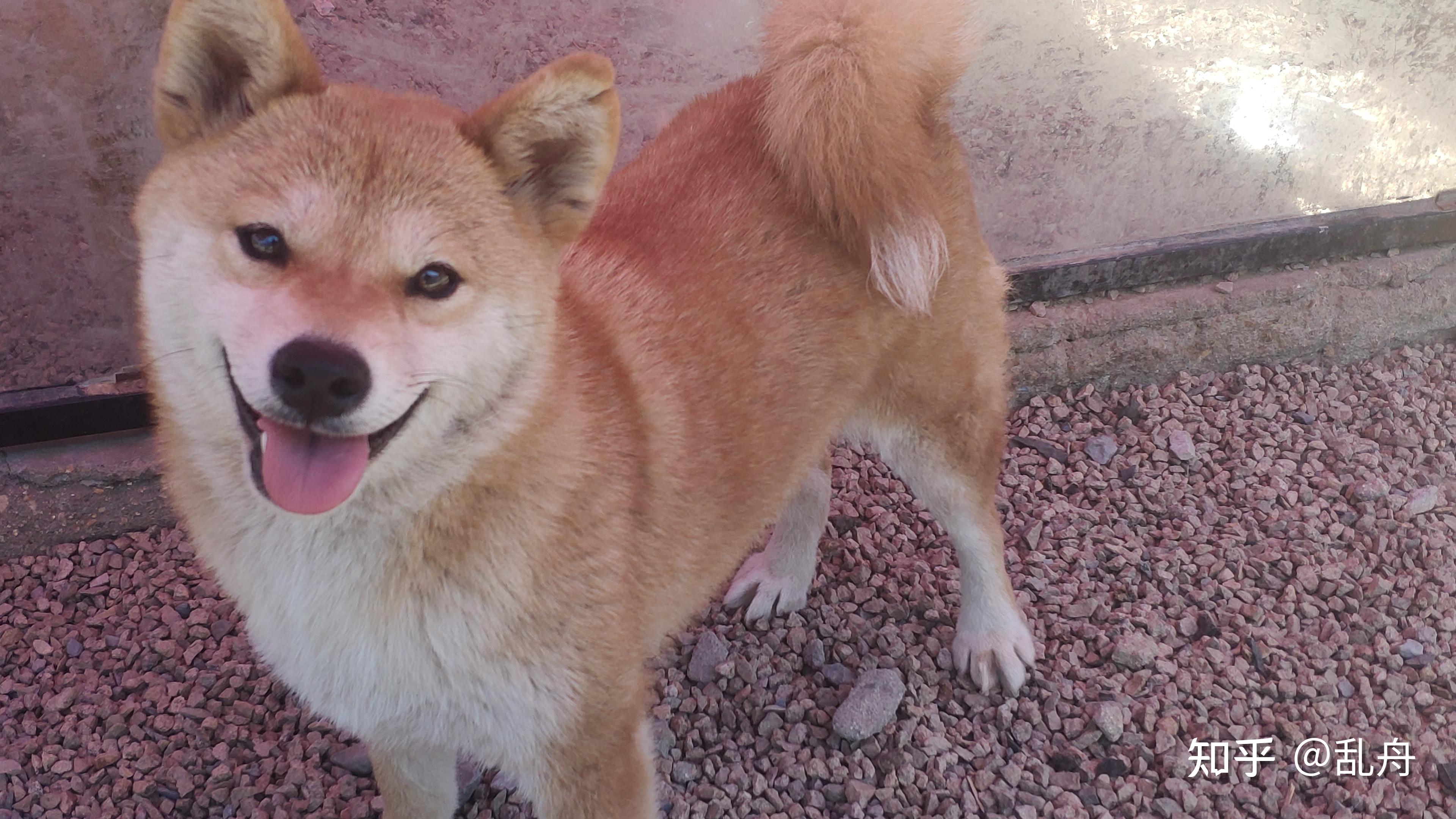 为什么4个半月的柴犬突然斑秃了