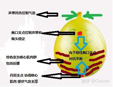 在练习气息支撑的时候,小腹应当如何运动