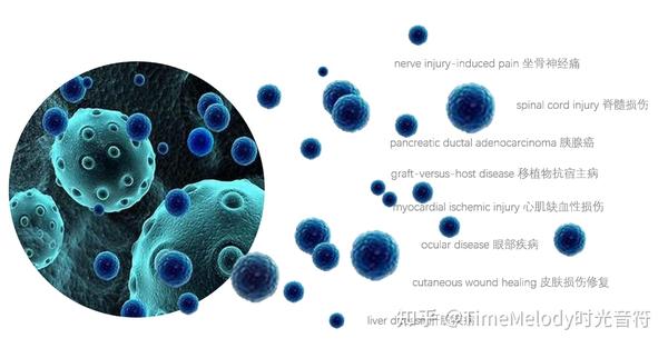 时光说:细胞无法企及的远方,外泌体可以