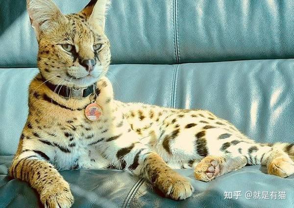 1,阿什拉猫阿什拉(ashera)是一只混血猫咪,它的血统介于非洲薮猫,亚洲