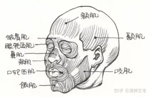 主要肌肉群体块关系: 面部肌肉主要:额肌,皱眉肌,眼轮匝肌,鼻肌,夹肌