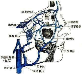 面静脉  起自内眦静脉,伴行于面动脉的后方,位置较浅,行程不如面动脉