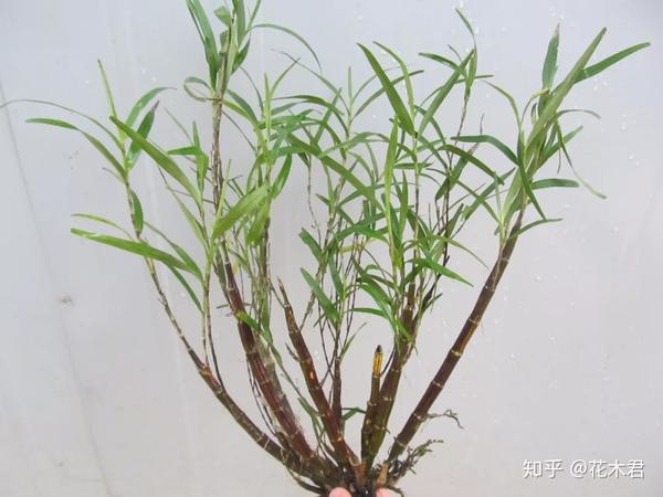 1,竹枝石斛(学名:dendrobium salaccense(bl lindl.