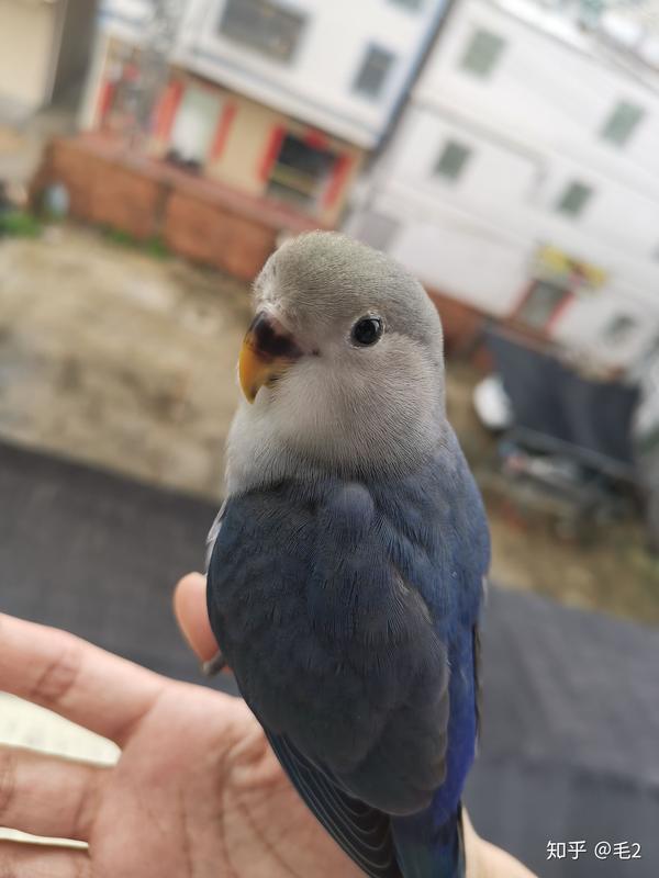 我的第一只鸟,蓝银牡丹鹦鹉,叫小贱贱