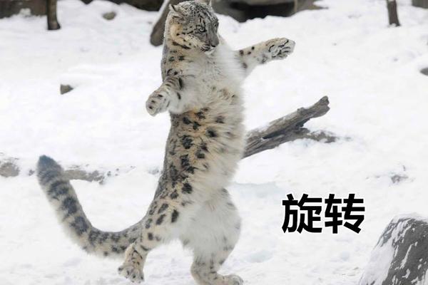 雪豹在爬坡和快速奔跑等时候,尾巴还会帮它们保持平衡
