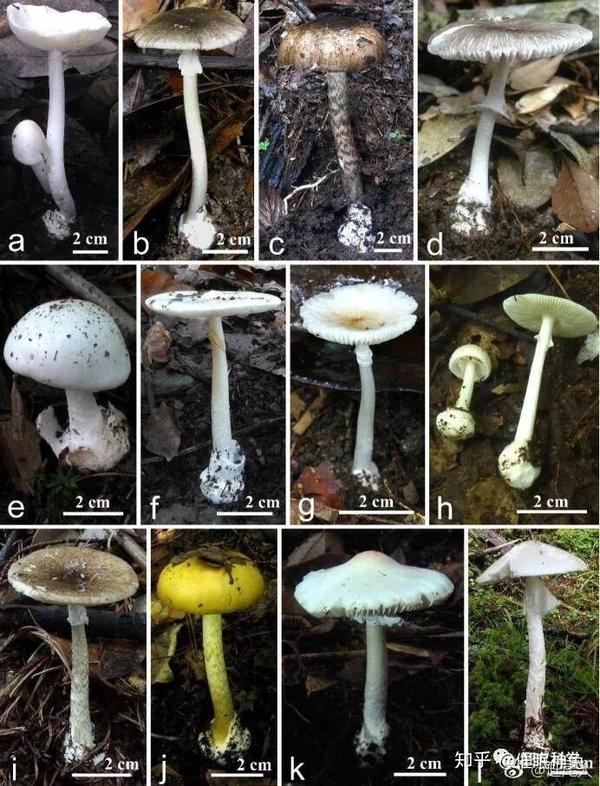 中国的100多种毒蘑菇图鉴,千万别吃