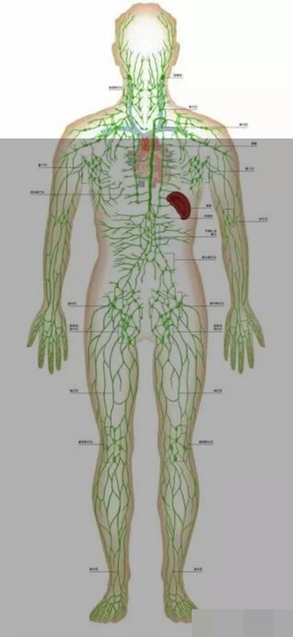 身体里的警察——淋巴